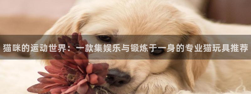 678体育官方正版app代理：猫咪的运动世界：一款集